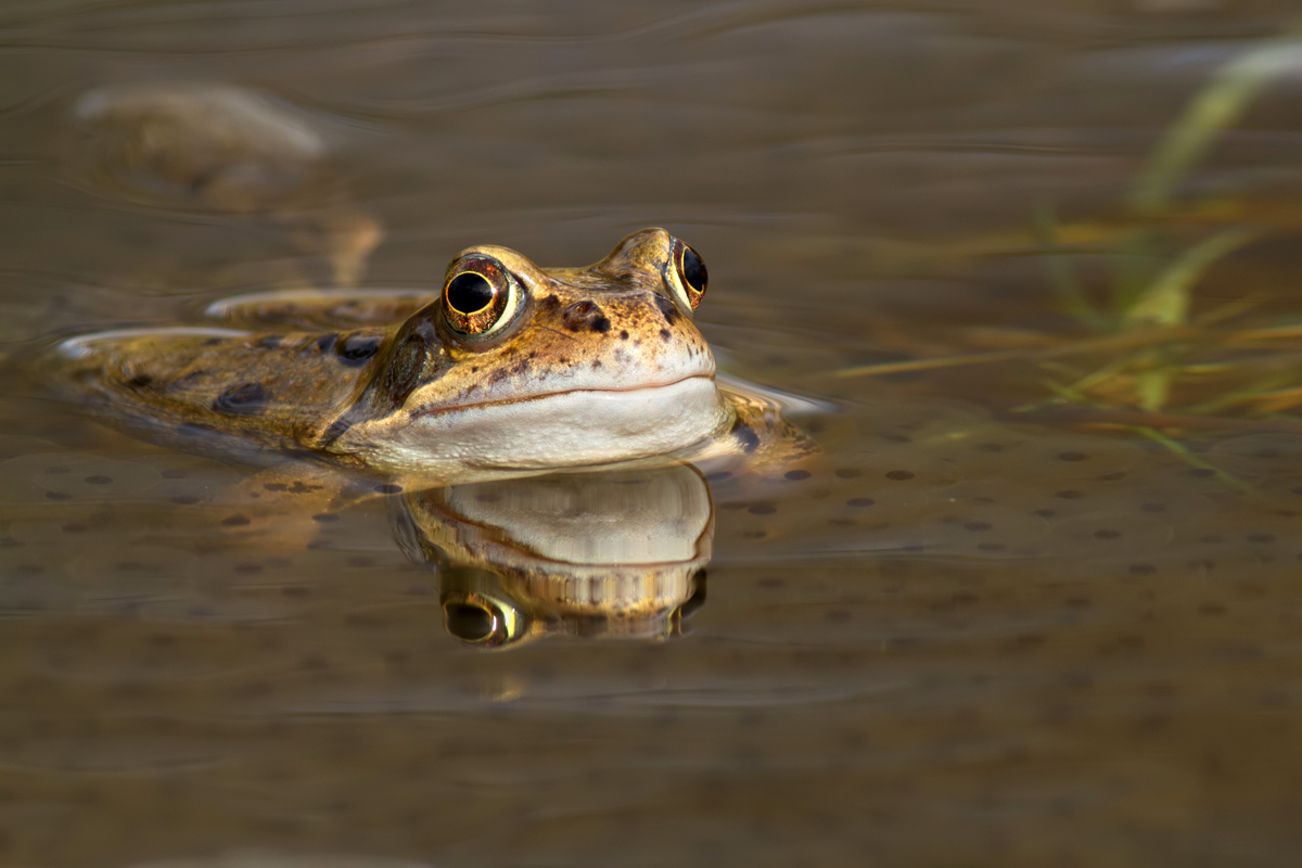 Common Frog 7